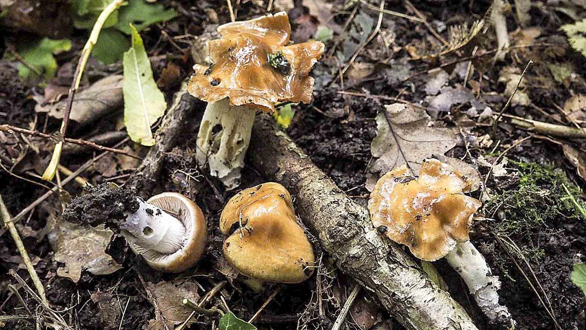 Cortinarius pseudocollinitus (door Inge Somhorst)