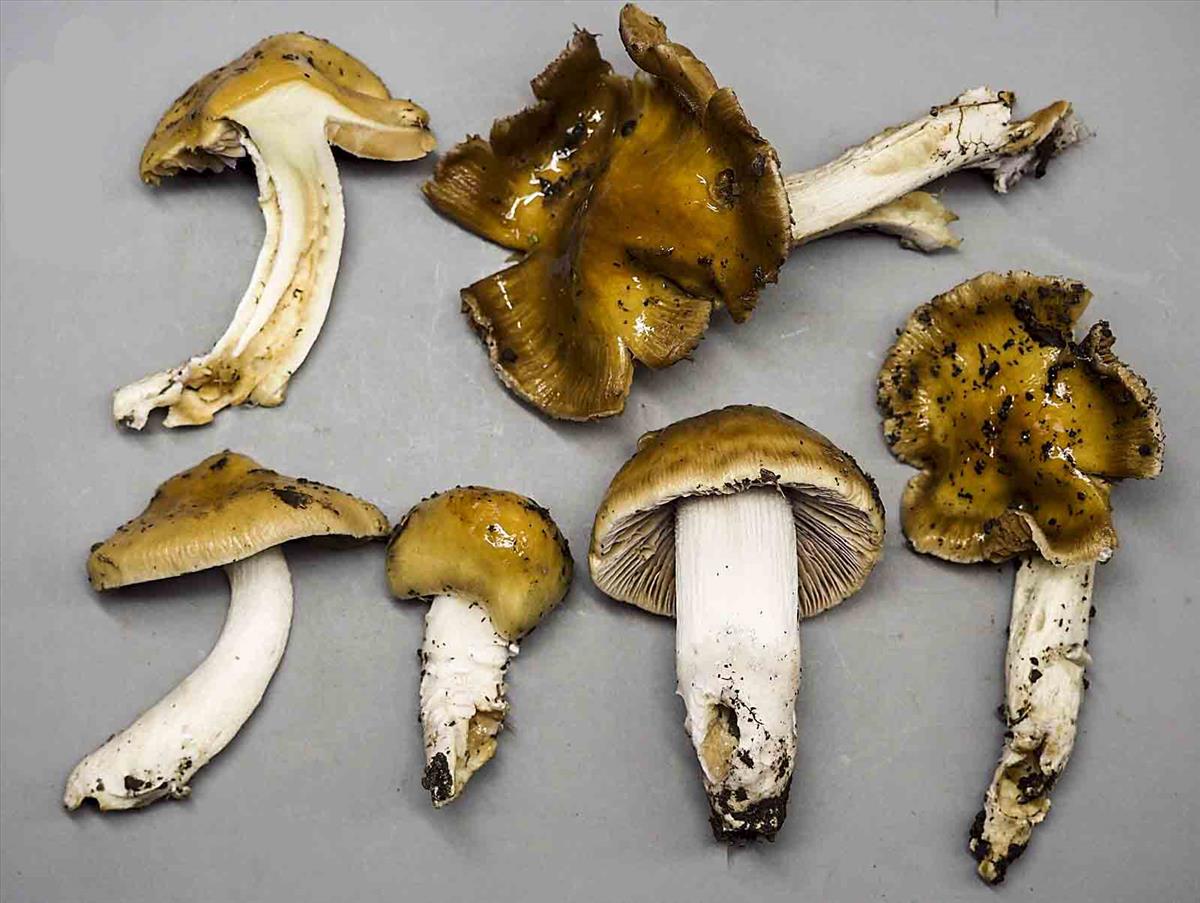 Cortinarius pseudocollinitus (door Inge Somhorst)