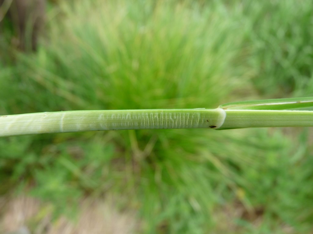 Carex vulpinoidea (door Willemien Troelstra)