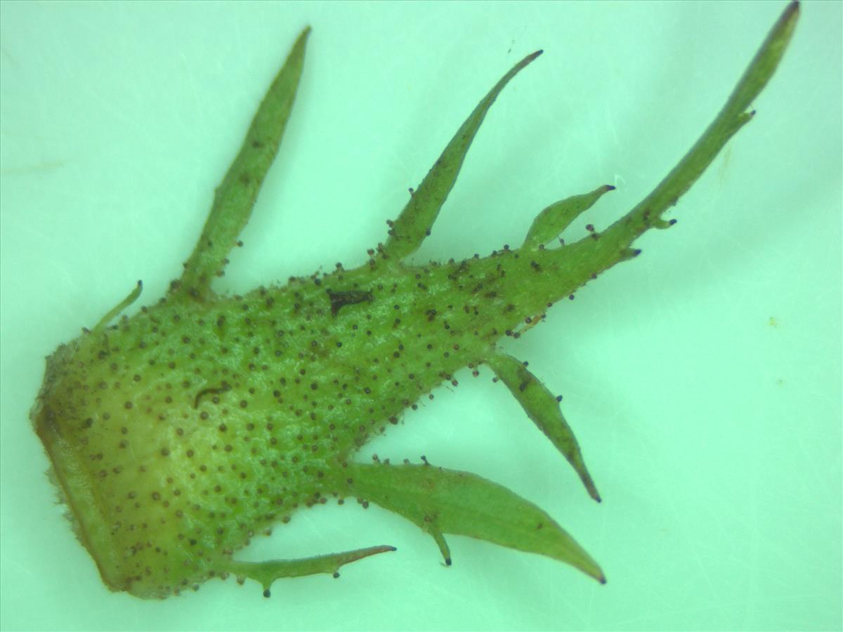 Rosa x nitidula (door Jan Klinckenberg)