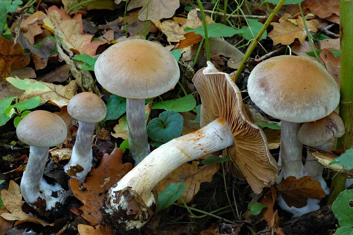 Cortinarius albocyaneus (door Ruben Walleyn)