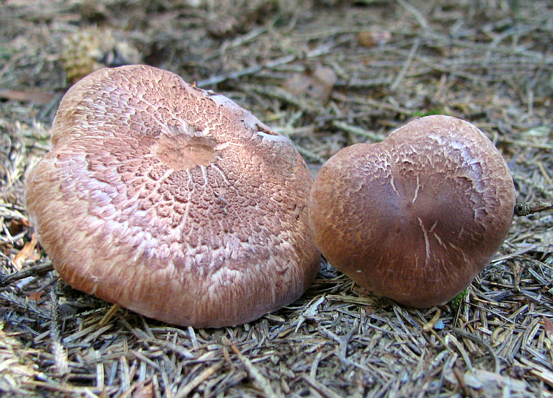 Tricholoma vaccinum (door Paul Coenen)