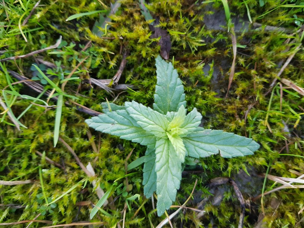 Rhinanthus angustifolius (door Rik in t veld)