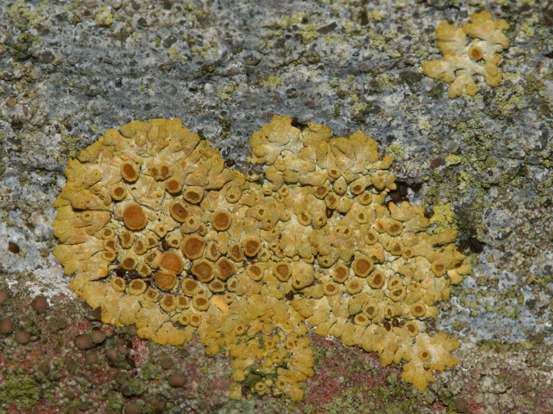 Calogaya pusilla (door Arnold Wijker)