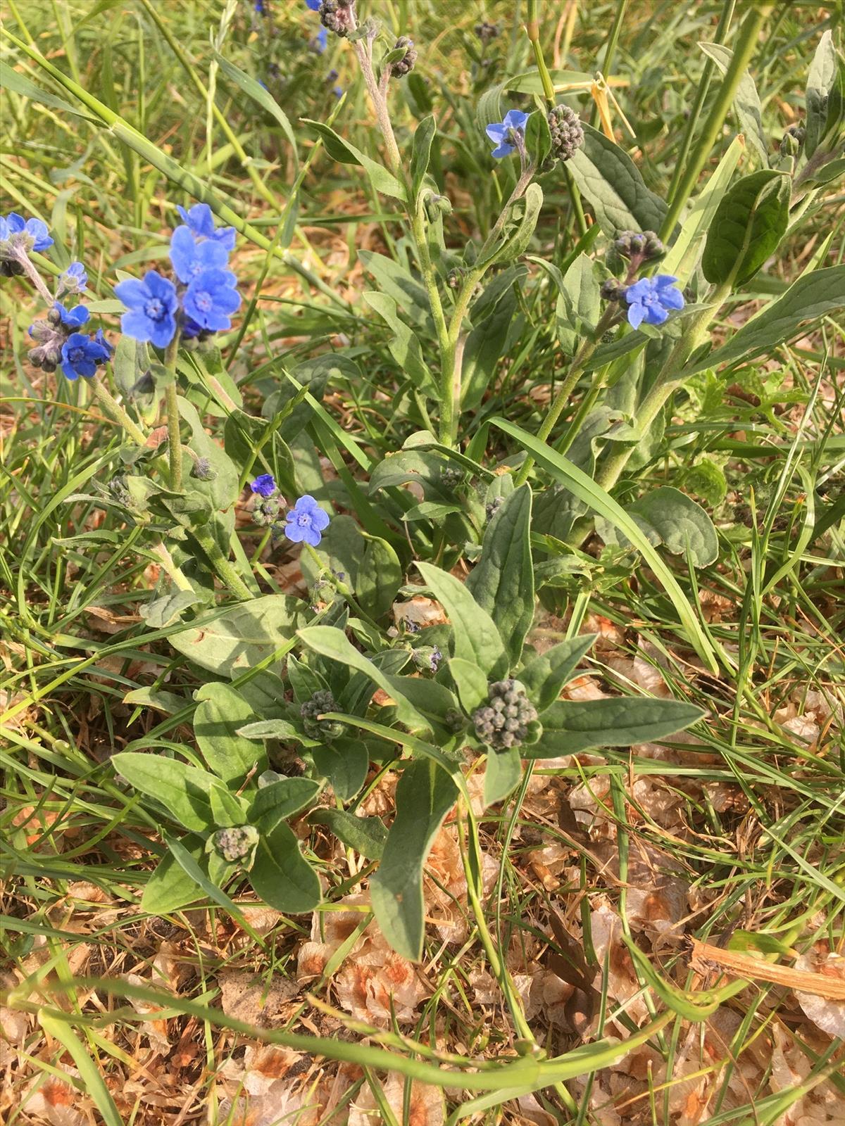 Cynoglossum amabile (door Reinder de Boer)