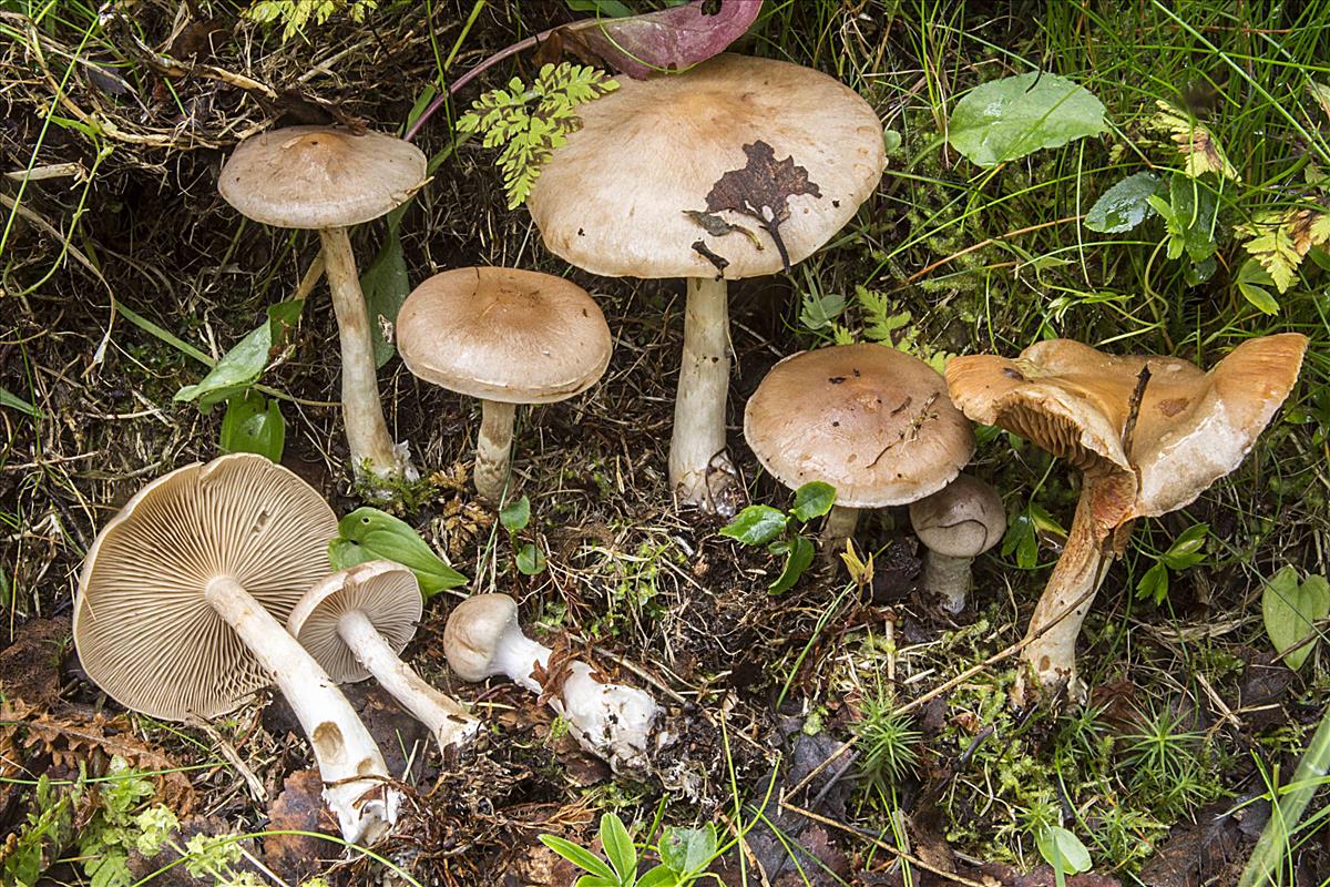 Cortinarius tabularis (door Nico Dam)