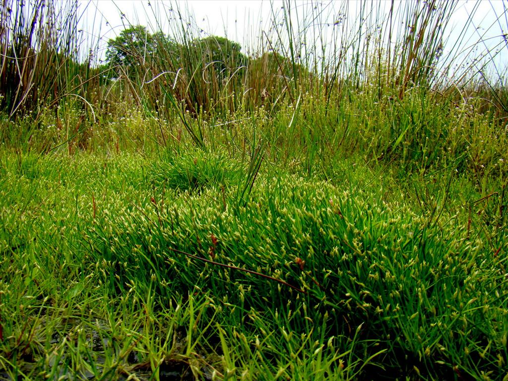 Isolepis fluitans (door Joop Verburg)