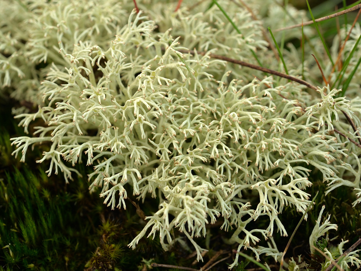 Cladonia arbuscula (door Jan Freijer)