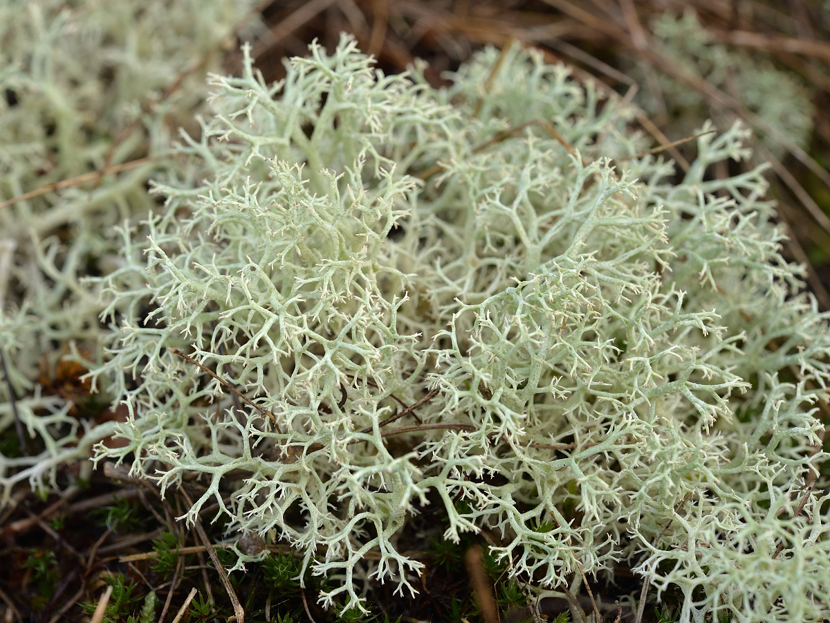 Cladonia portentosa (door Jan Freijer)