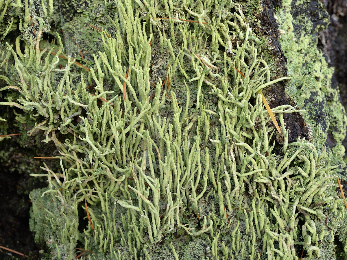 Cladonia subulata (door Jan Freijer)