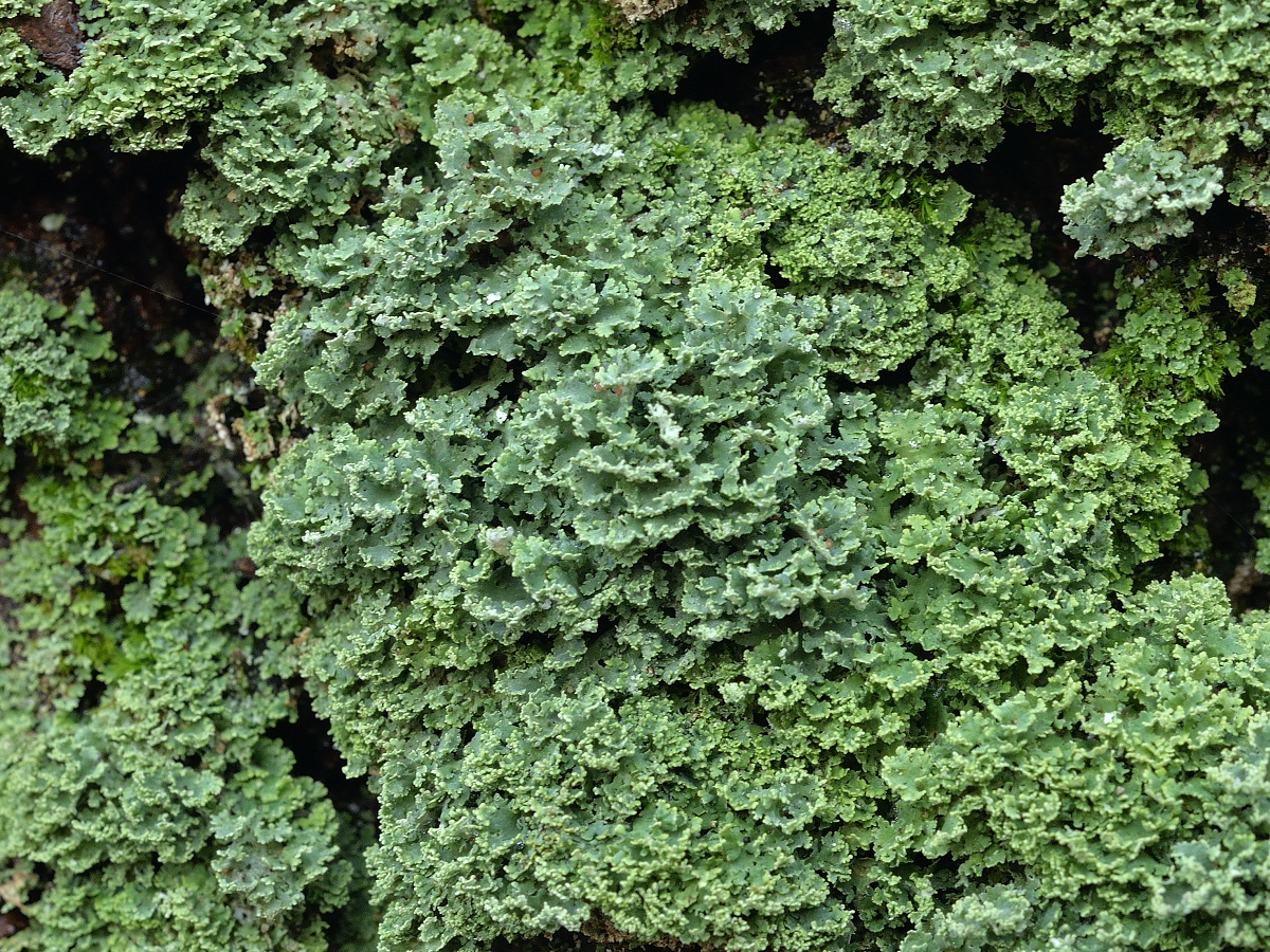 Cladonia caespiticia (door Jan Freijer)