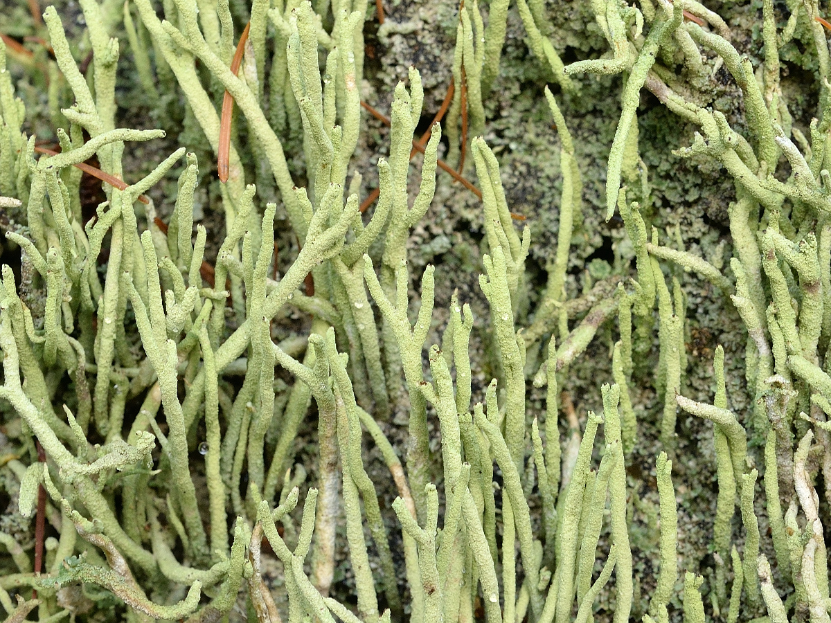 Cladonia subulata (door Jan Freijer)