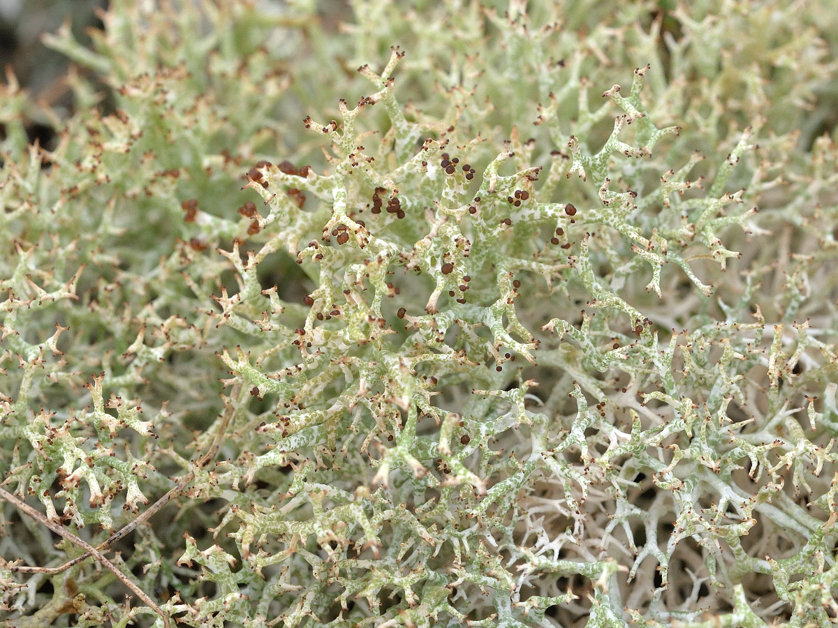 Cladonia rangiformis (door Jan Freijer)