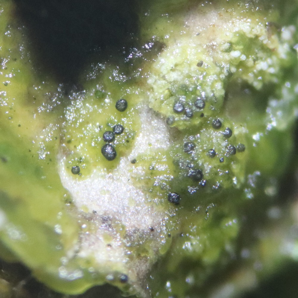 Epigloea renitens (door Niek Schrier)