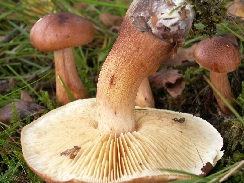 Tricholoma fulvum (door Paul Coenen)