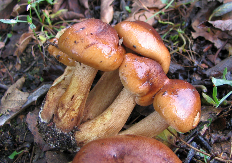 Tricholoma ustale (door Paul Coenen)