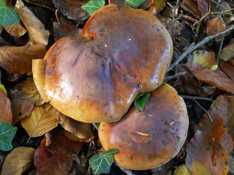 Tricholoma ustale (door Paul Coenen)