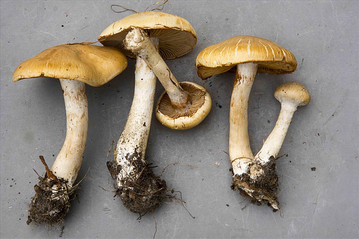 Cortinarius xanthocephalus (door Nico Dam)