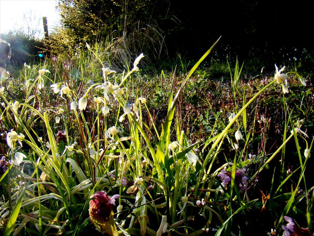 Allium paradoxum (door Joop Verburg)