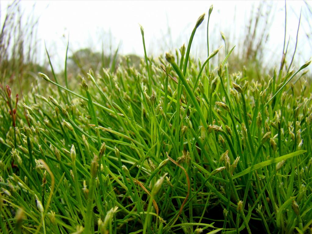 Isolepis fluitans (door Joop Verburg)