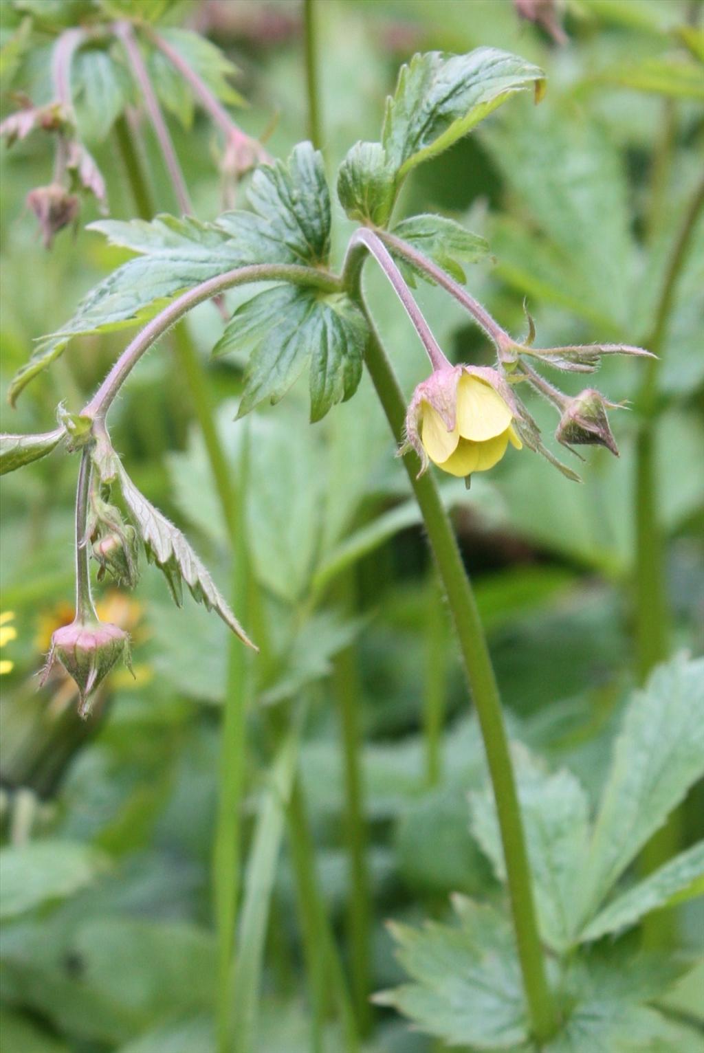 Geum x intermedium (door Fred Bos)