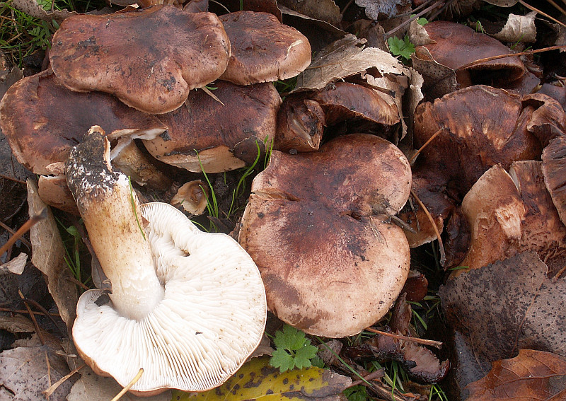 Tricholoma populinum (door Paul Coenen)