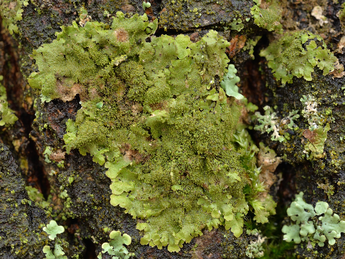 Melanohalea elegantula (door Jan Freijer)