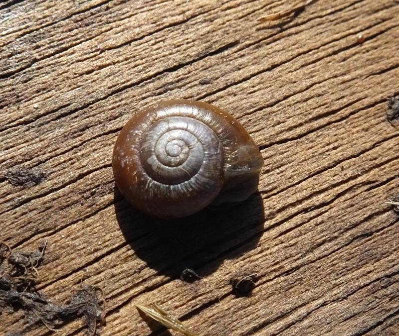 Aegopinella nitidula (door Michael Inden)