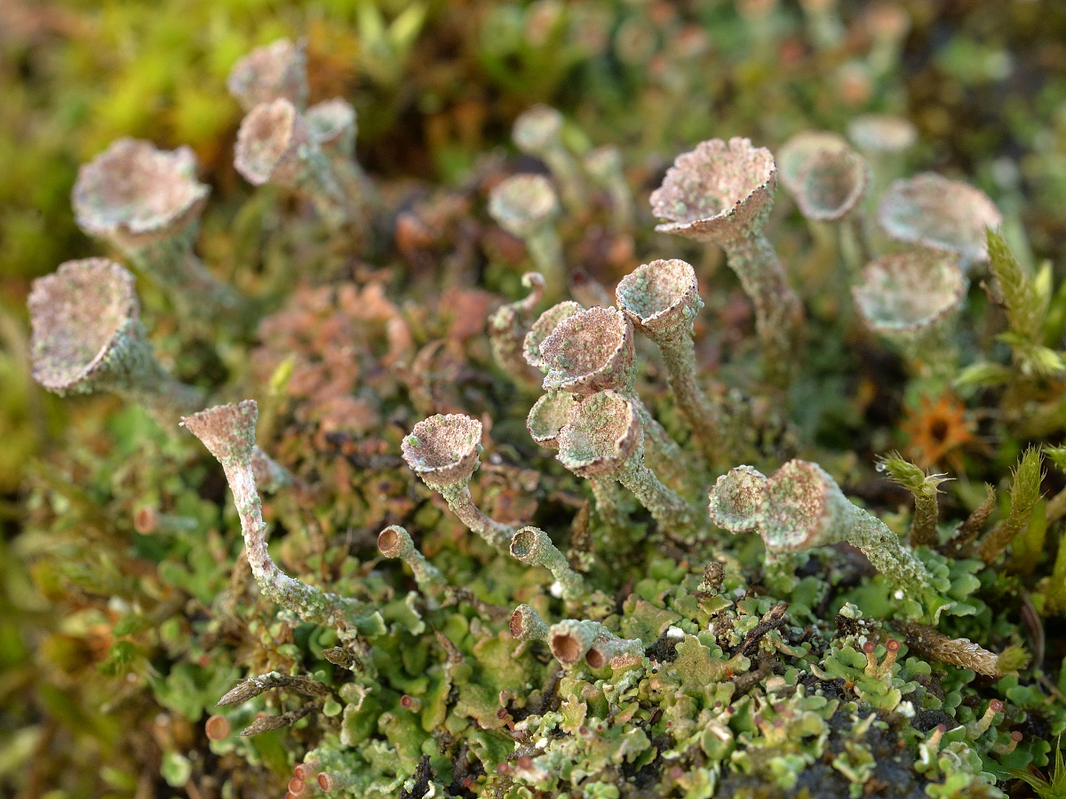 Cladonia pocillum (door Jan Freijer)