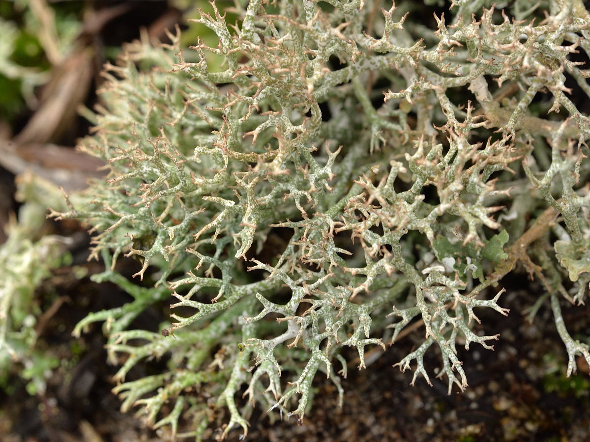 Cladonia rangiformis (door Jan Freijer)