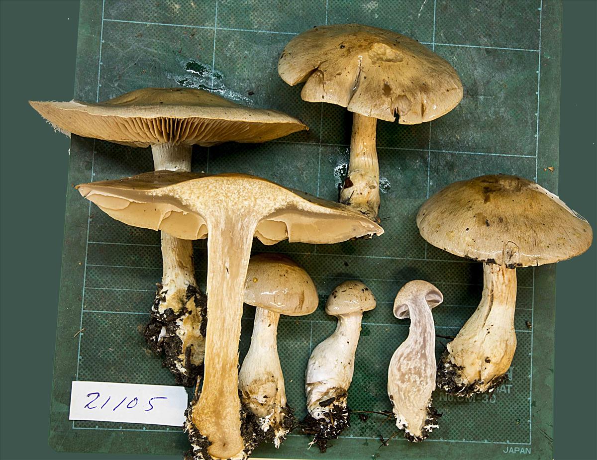 Cortinarius pelerinii (door Nico Dam)