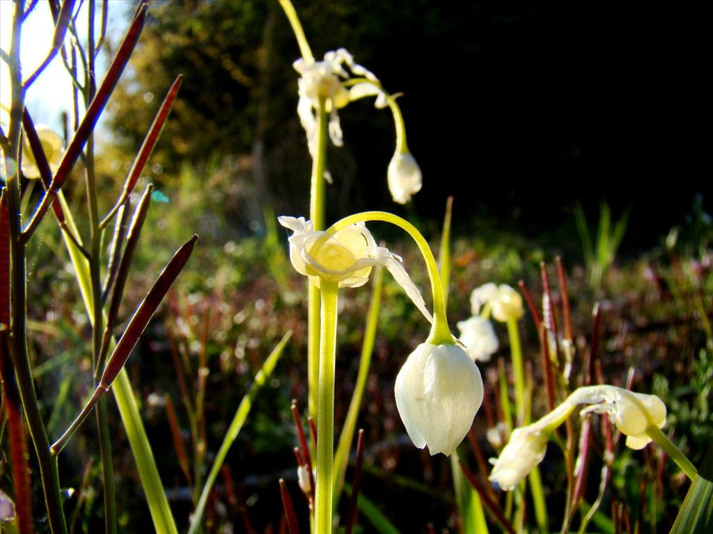 Allium paradoxum (door Joop Verburg)