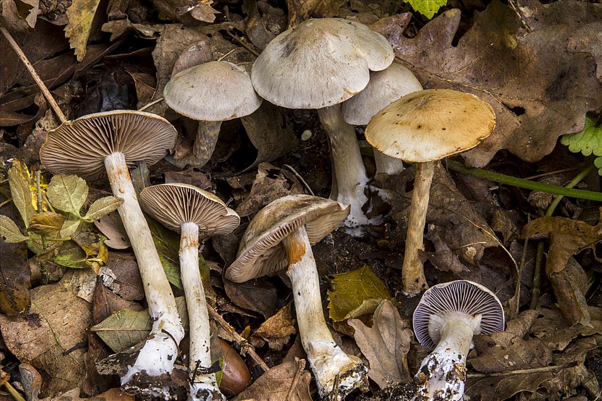 Cortinarius perrugatus (door Nico Dam)