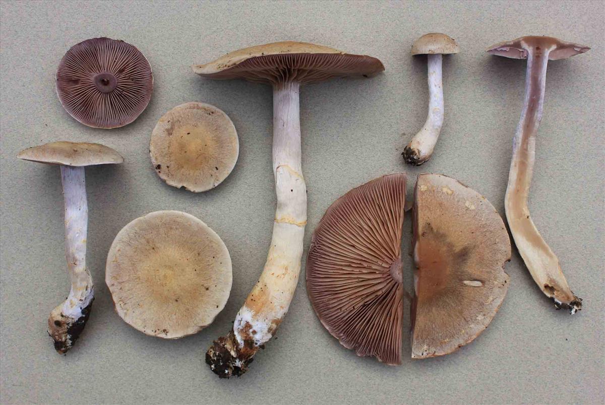 Cortinarius perrugatus (door Omer Van de Kerckhove)