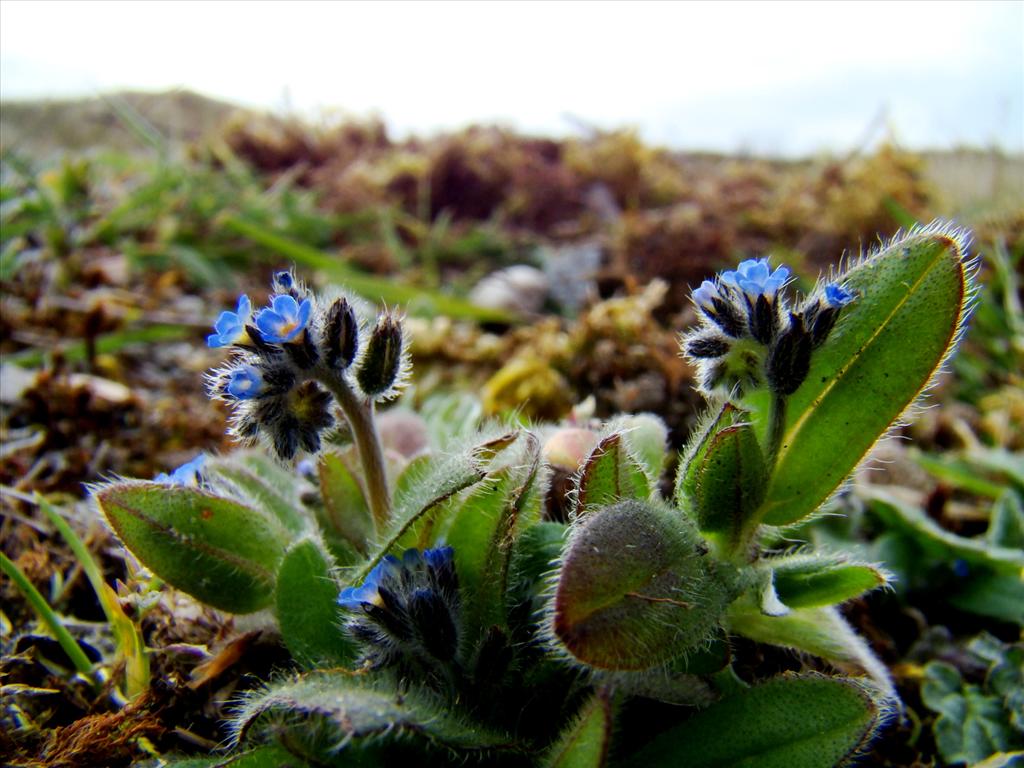 Myosotis ramosissima (door Joop Verburg)