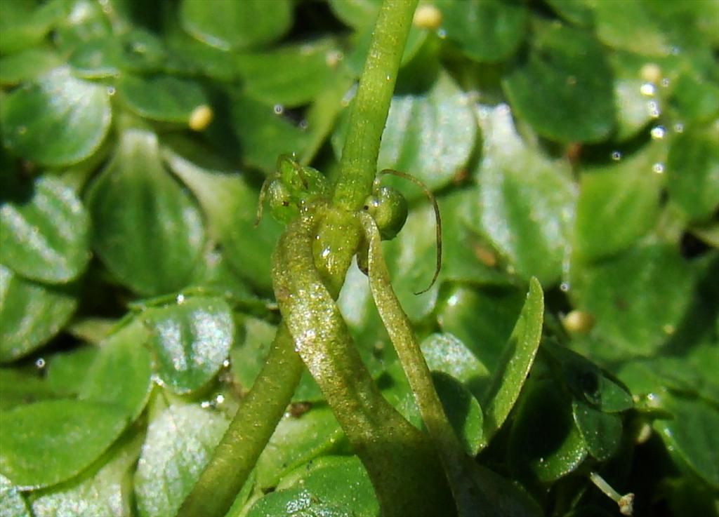 Callitriche obtusangula (door Joop Verburg)