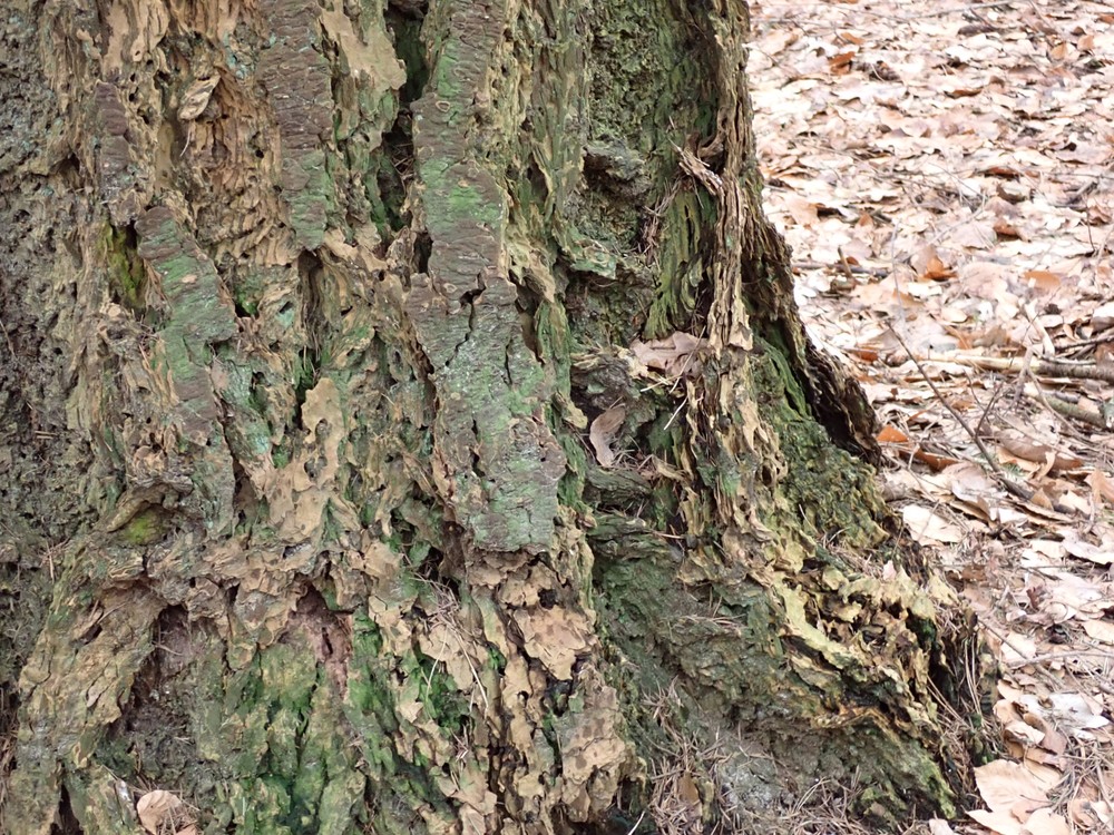 Micarea pseudotsugae (door Marina )