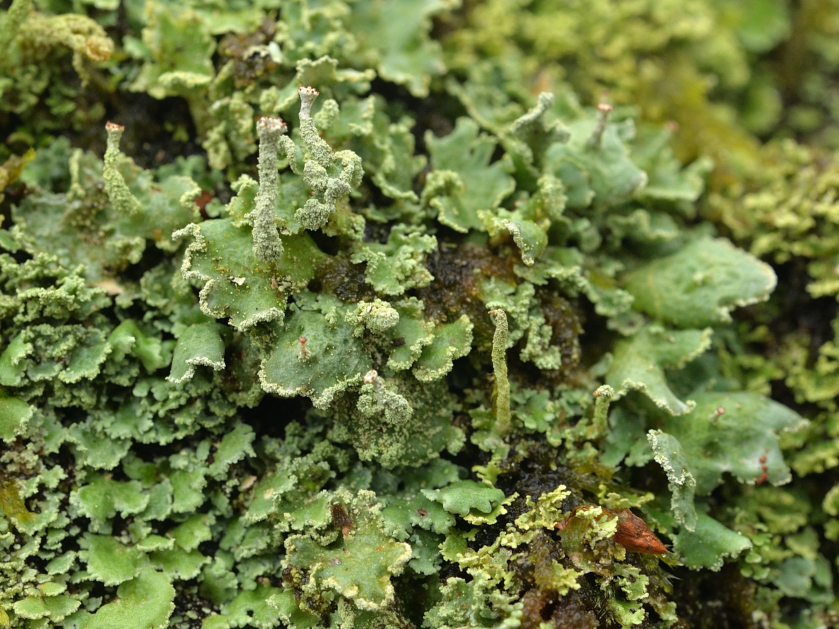 Cladonia digitata (door Jan Freijer)