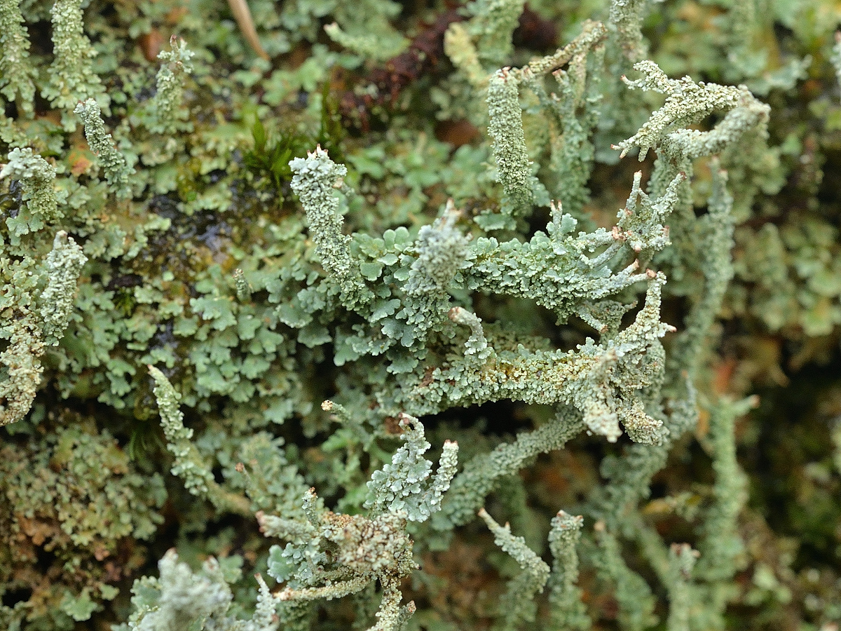 Cladonia polydactyla (door Jan Freijer)