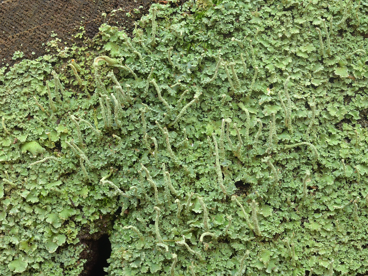 Cladonia coniocraea (door Jan Freijer)