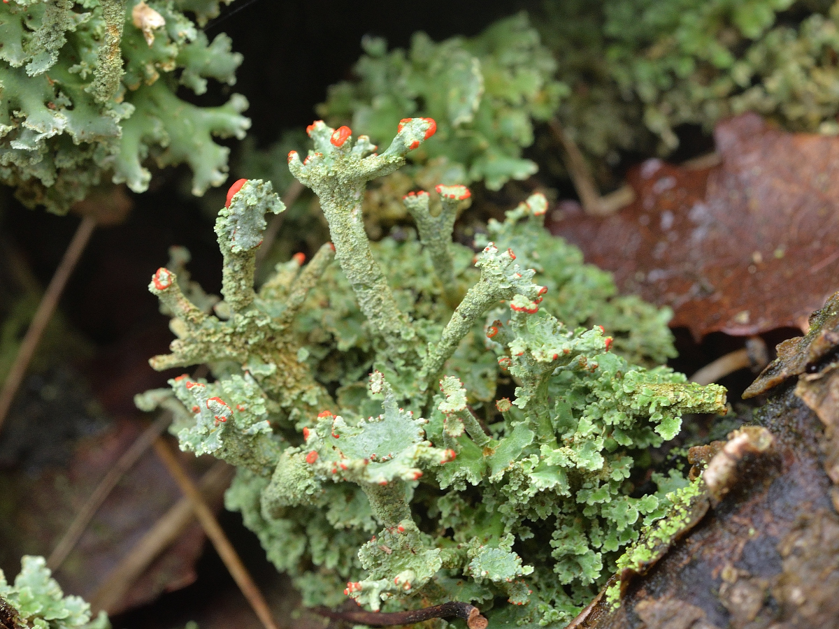 Cladonia digitata (door Jan Freijer)