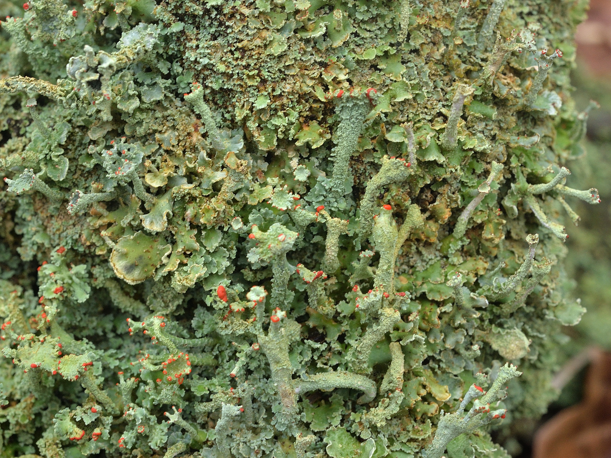 Cladonia digitata (door Jan Freijer)