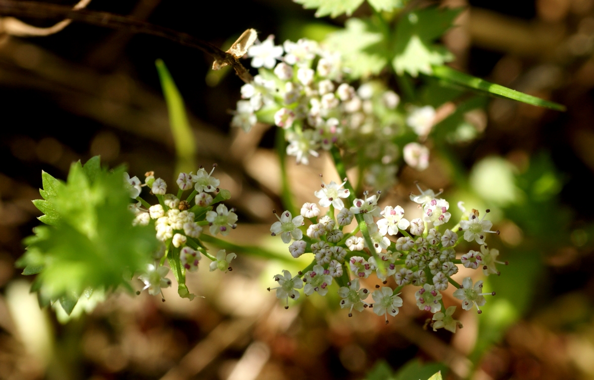 Helosciadium repens (door Joke Schaminée-Sluis)