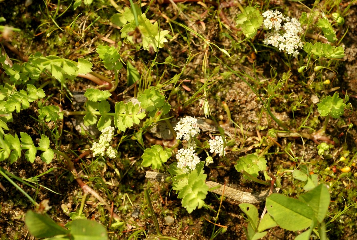 Helosciadium repens (door Joke Schaminée-Sluis)