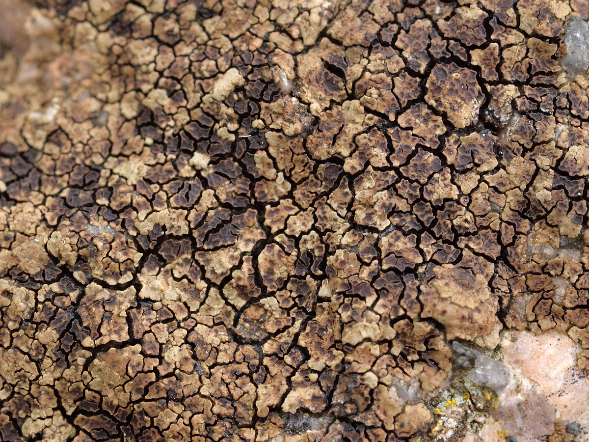 Acarospora fuscata (door Jan Freijer)