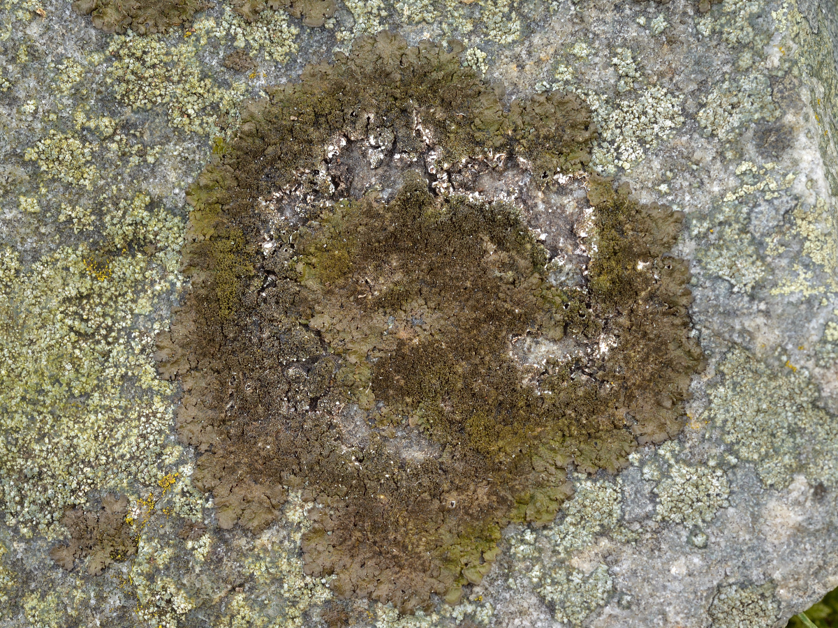 Melanelixia fuliginosa (door Jan Freijer)