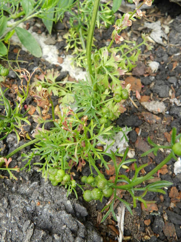 Bifora testiculata (door Rutger Barendse)