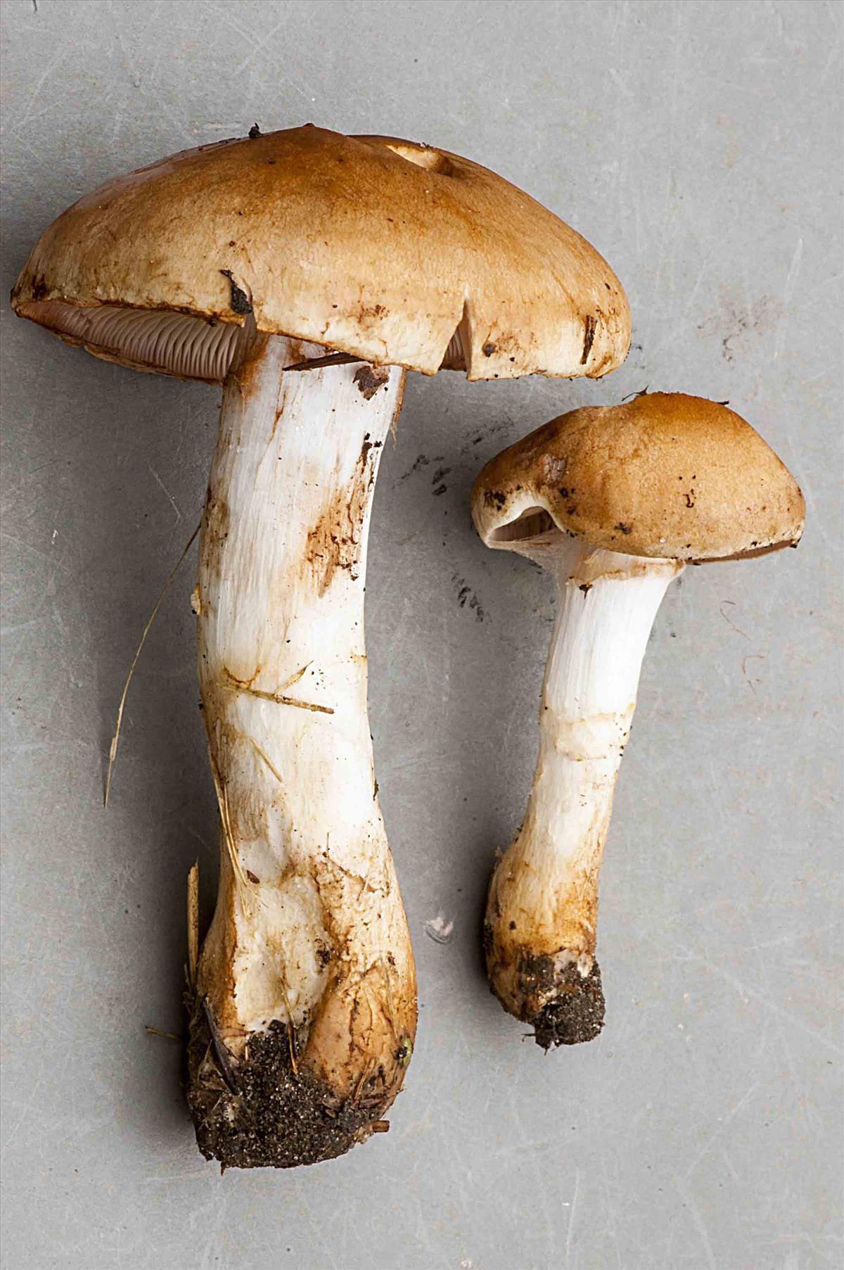 Cortinarius caninus (door Nico Dam)