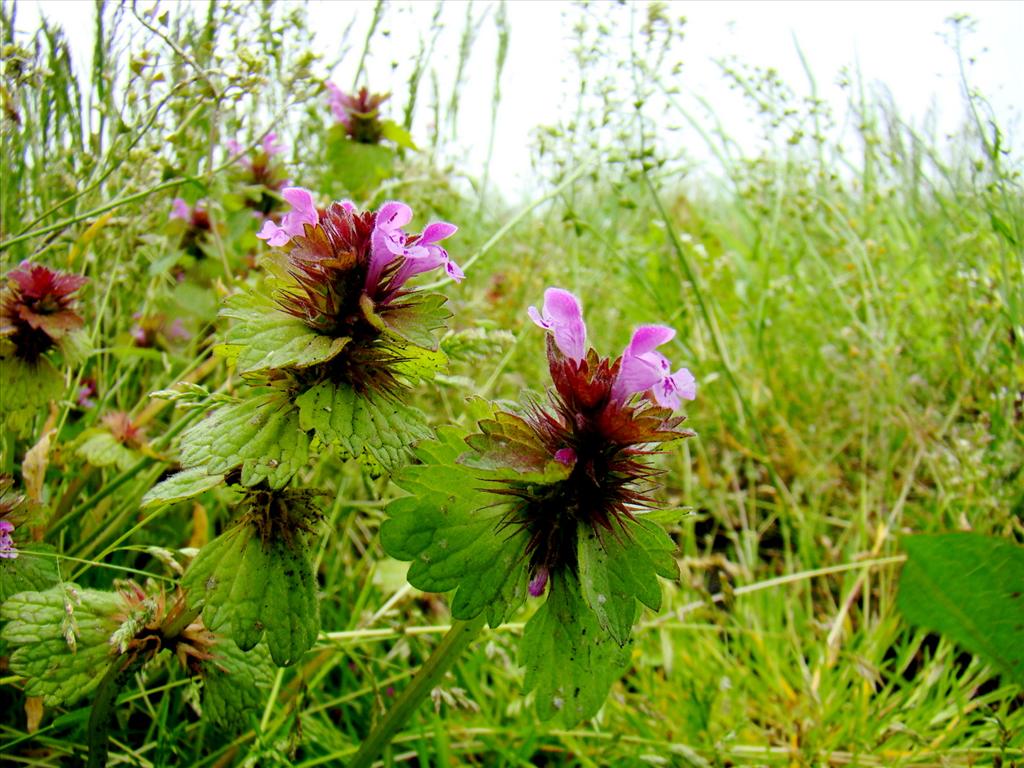 Lamium confertum (door Joop Verburg)