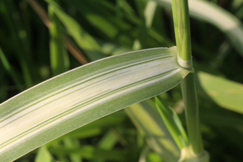 Phalaris arundinacea 'Picta' (door Rutger Barendse)